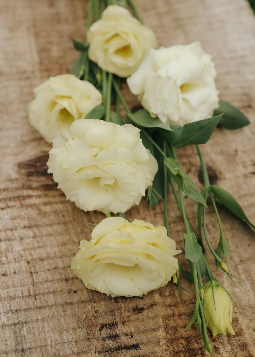 Lisianthus - Mariachi Yellow