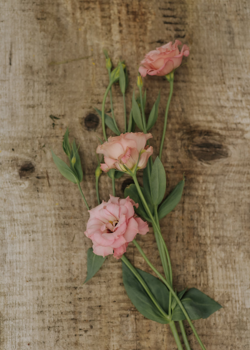 Lisianthus - Rosita Apricot