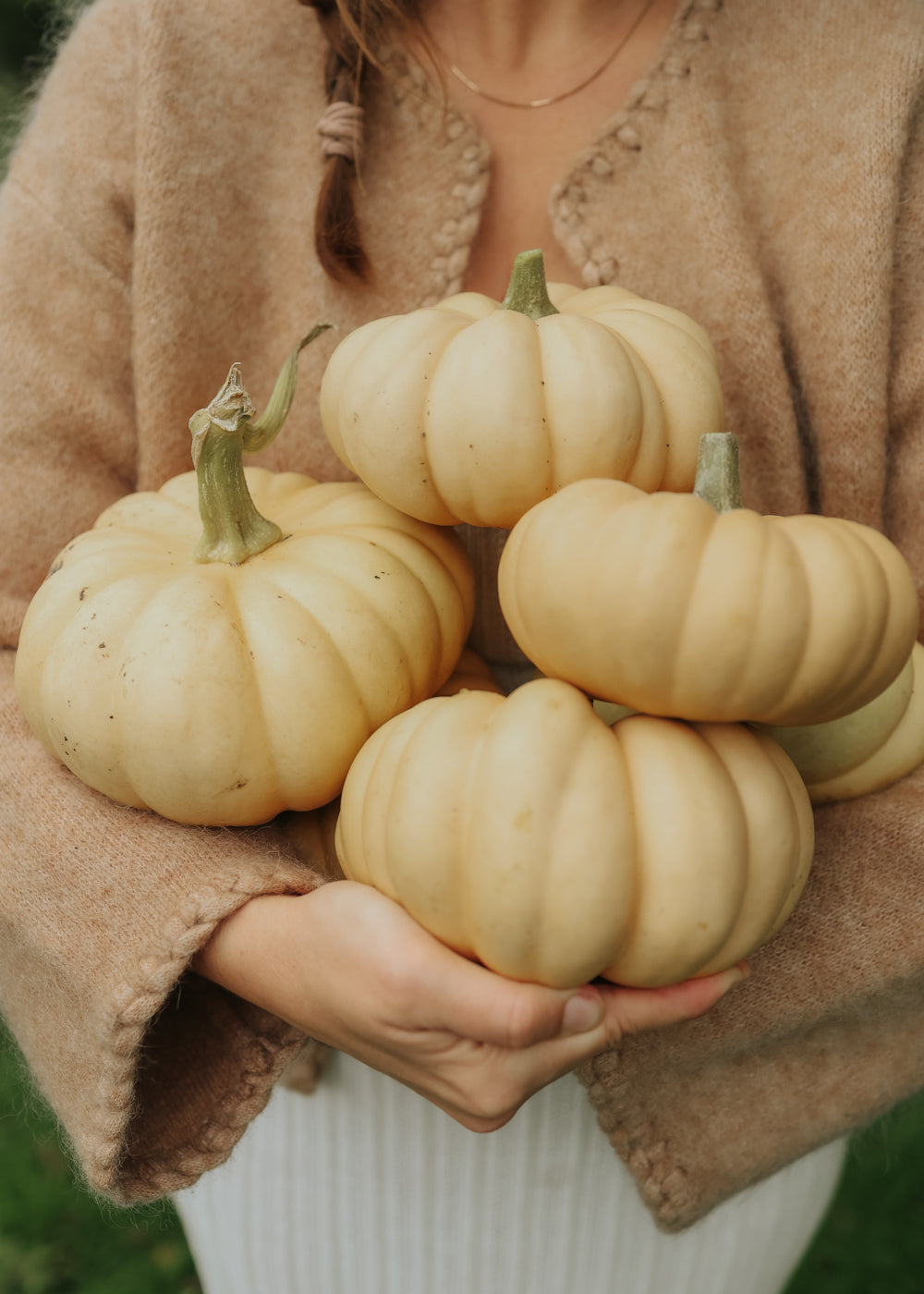 Pumpkin - Autumn Crown F1