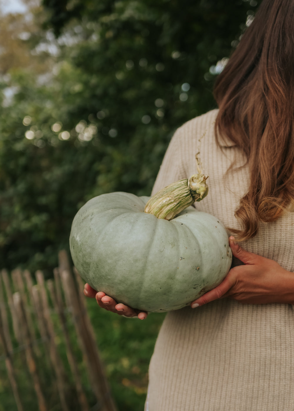Pumpkin - Blue de Hungarian