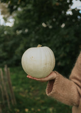 Pumpkin - Valenciano