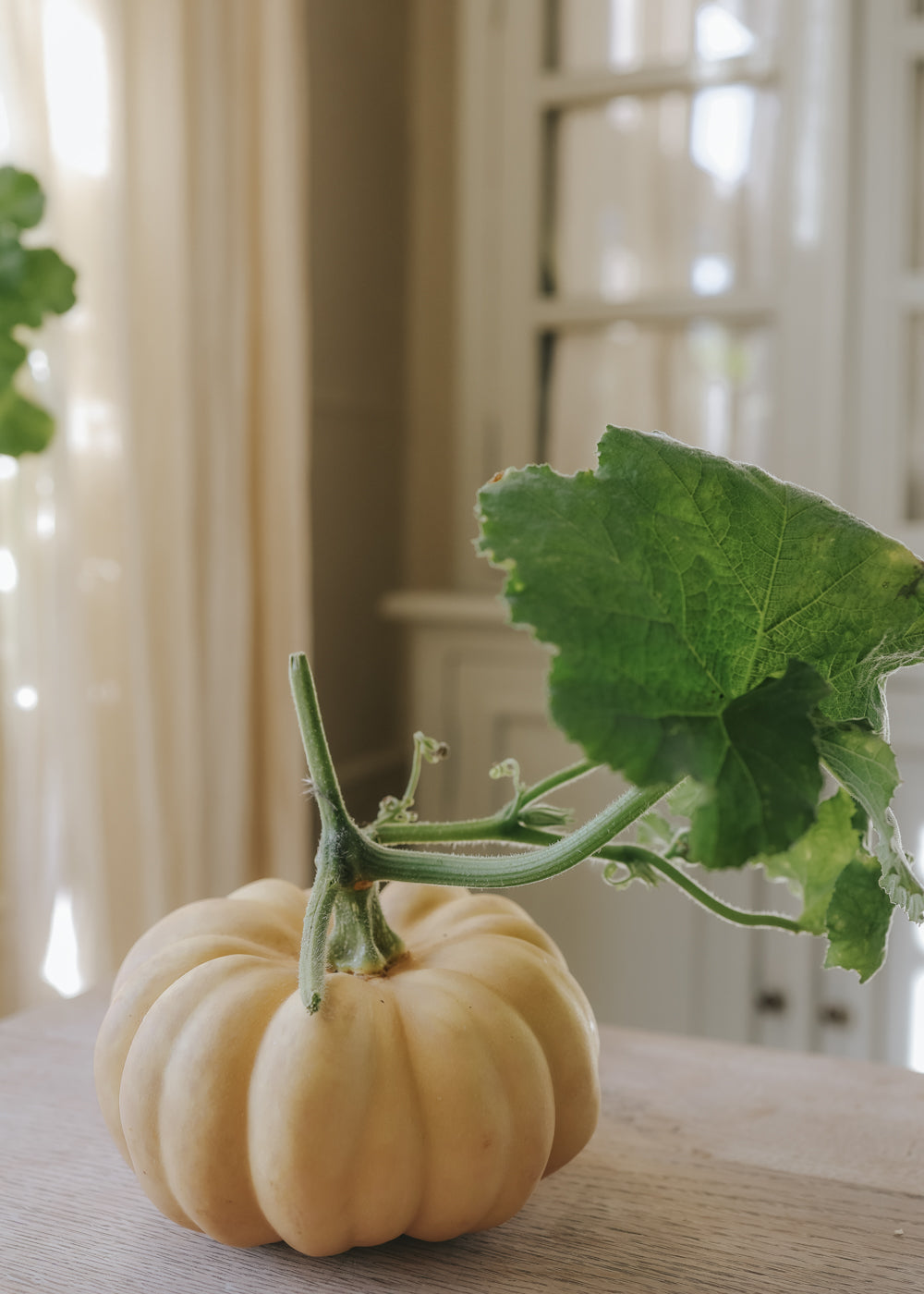 Pumpkin - Autumn Crown F1