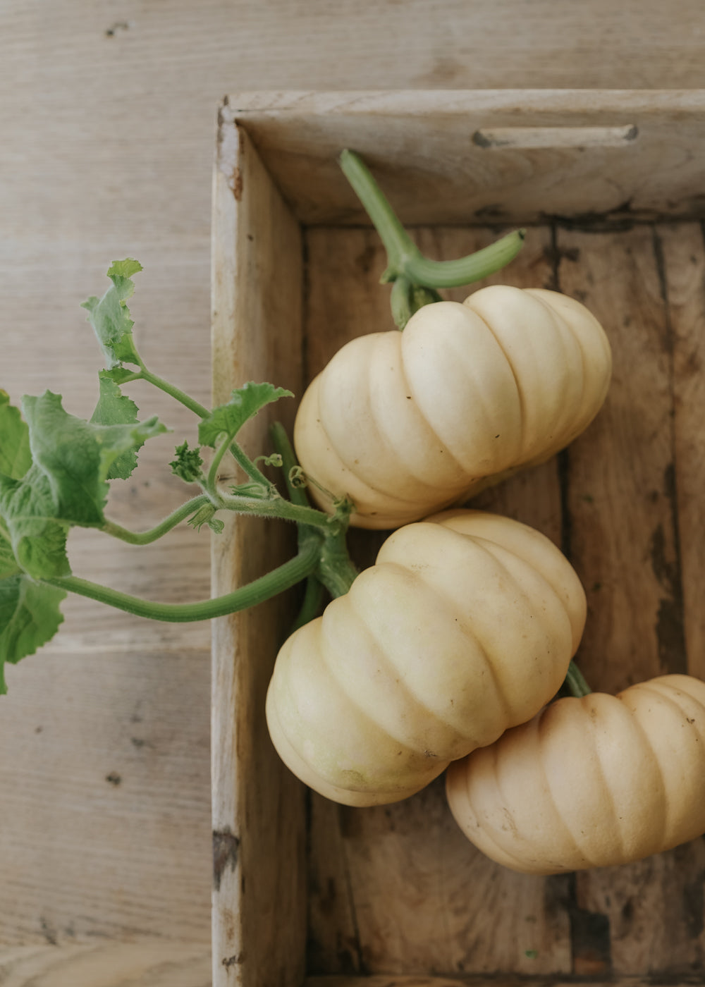 Pumpkin - Autumn Crown F1