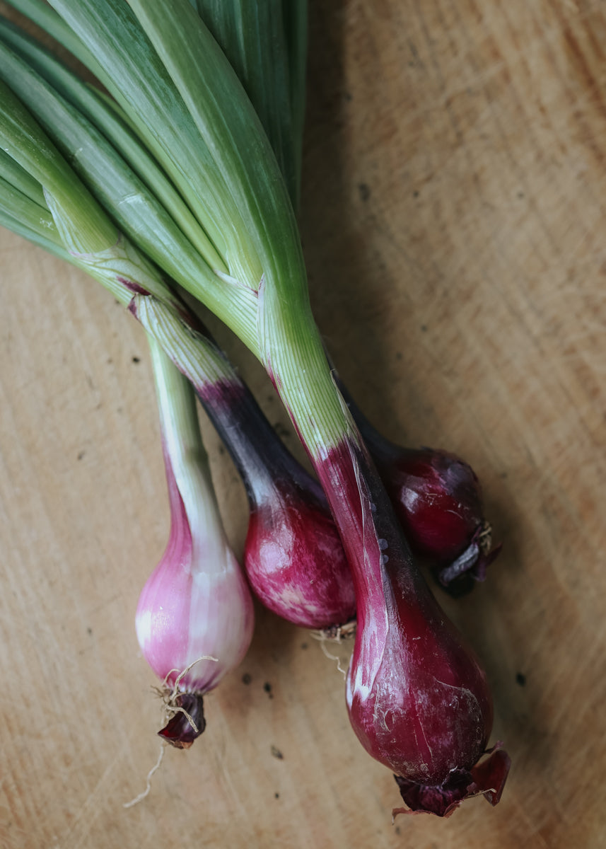Röd salladslök & Rödlök - Noordhollandse Bloedrode