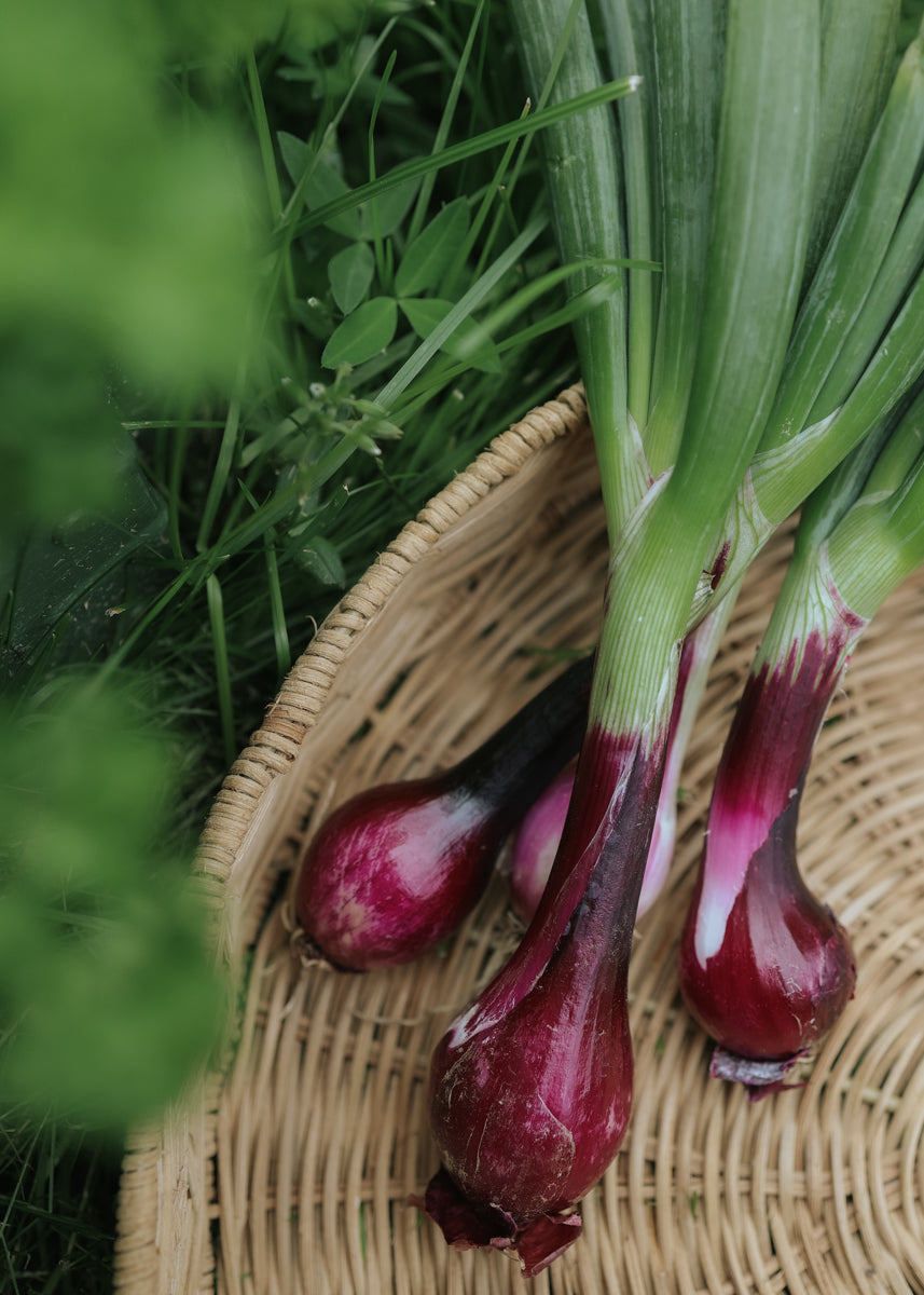 Röd salladslök & Rödlök - Noordhollandse Bloedrode