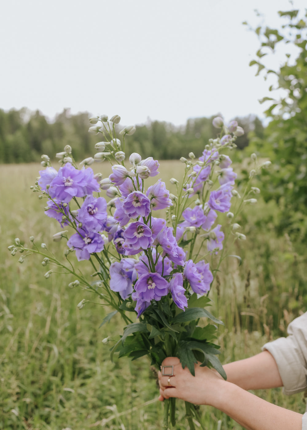 Rittersporn - Candle Lavender Shades