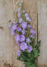 Ridderspore - Candle Lavender Shades
