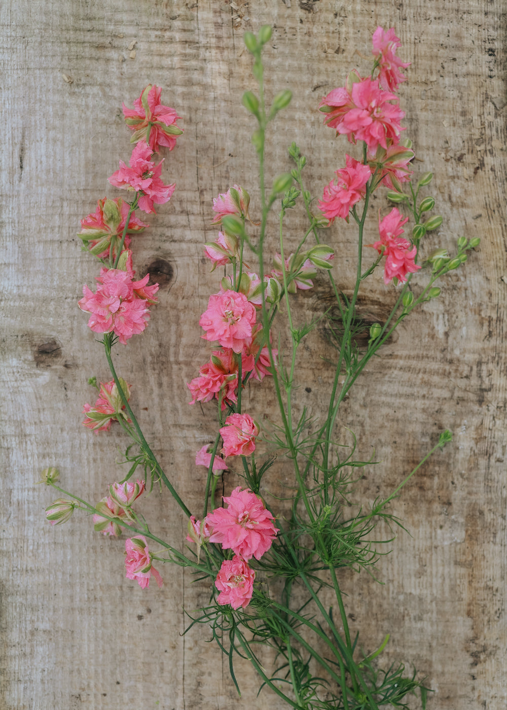 Rittersporn - Imperialis Salmon Beauty