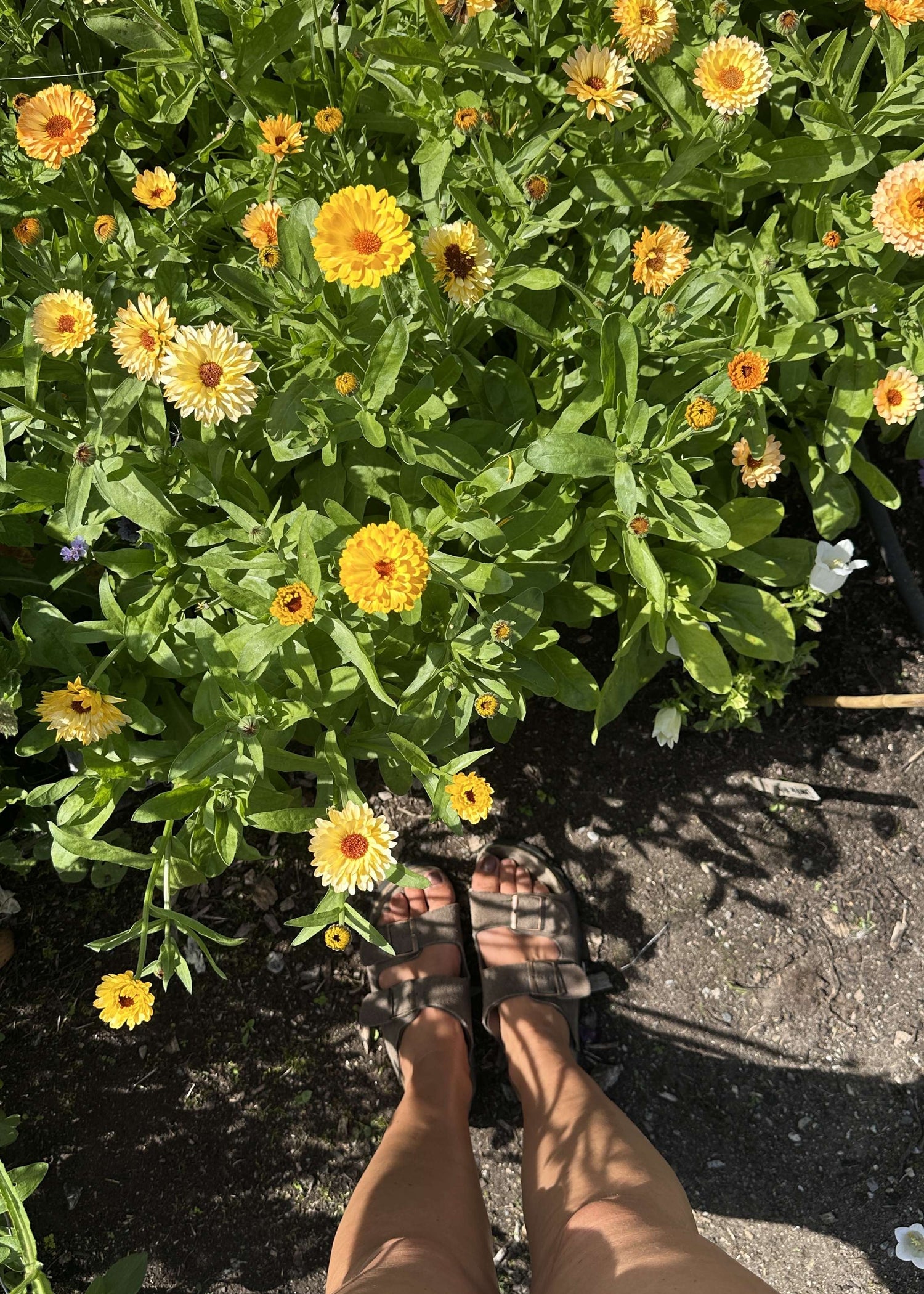 Marigold - Pink Surprise