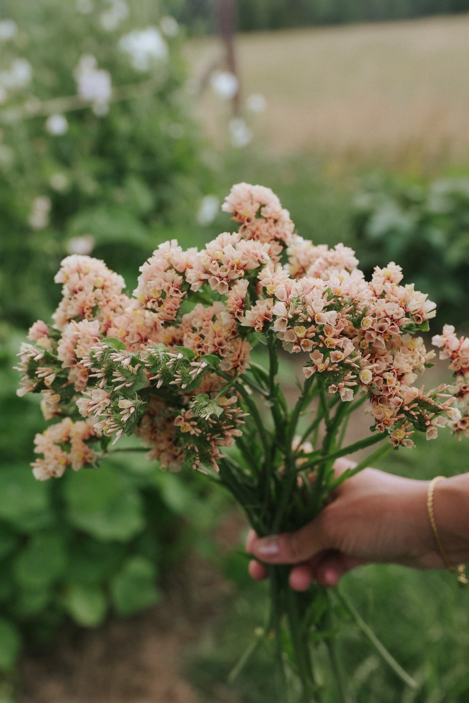 Strandflieder - Fortune Apricot Shades