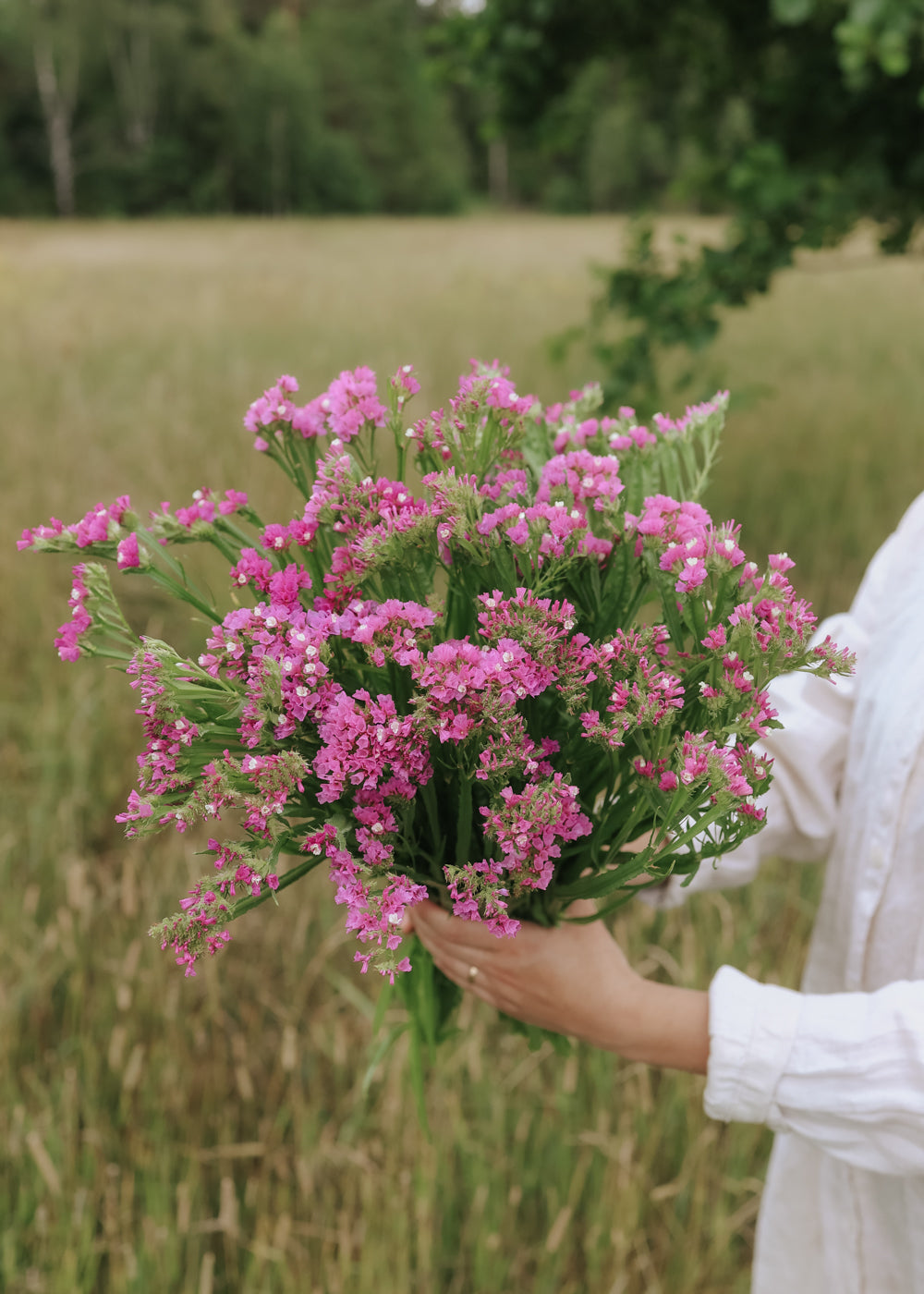 Strandflieder - Qis Rose