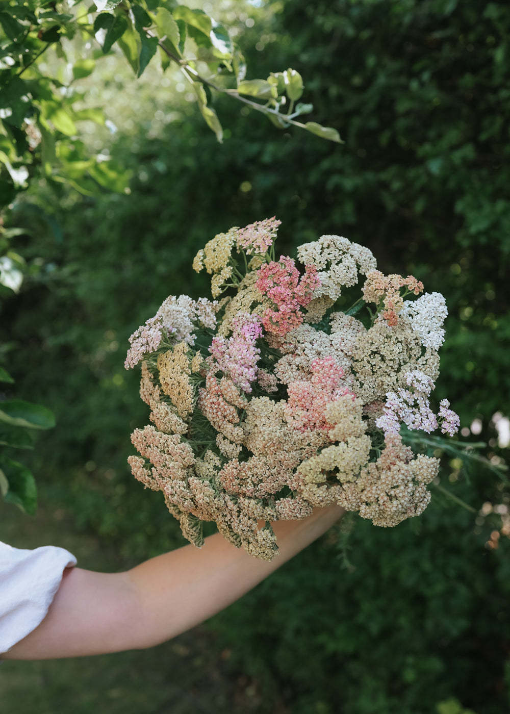 Schafgarbe - Summer Pastell Mix