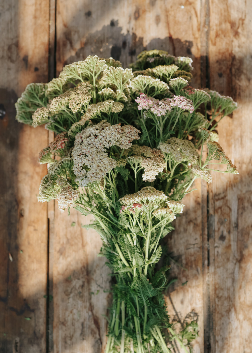 Schafgarbe - Summer Pastell Mix