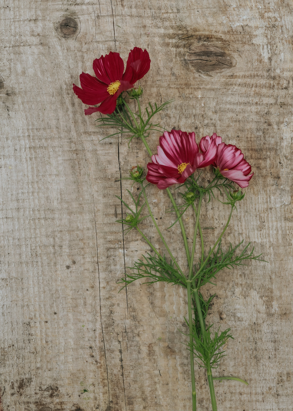 Schmuckkörbchen - Velouette