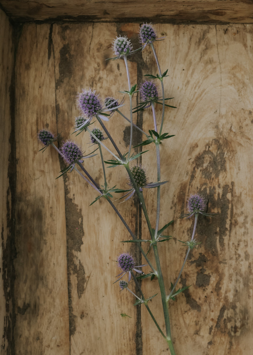 Sea Holly - Blue Glitter