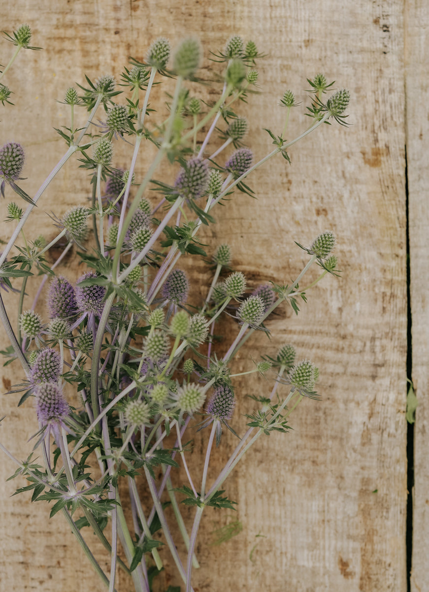 Sea Holly - Blue Glitter