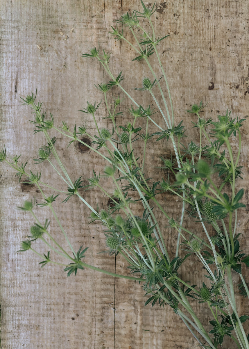 Sea Holly - White Glitter