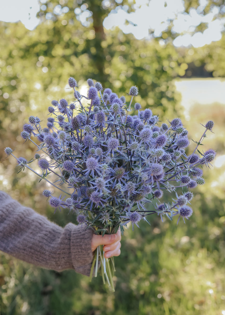 Sea Holly - Blue Glitter