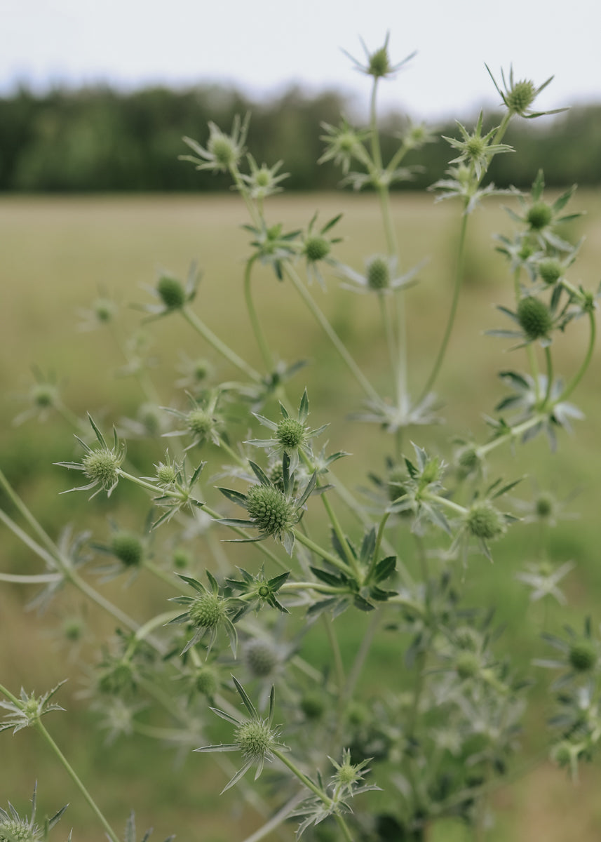 Sea Holly - White Glitter