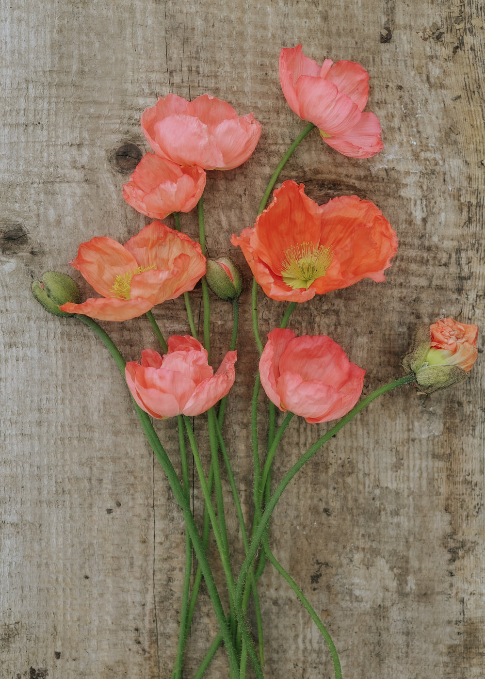Sibirische Mohn - Champagne Bubbles Pink
