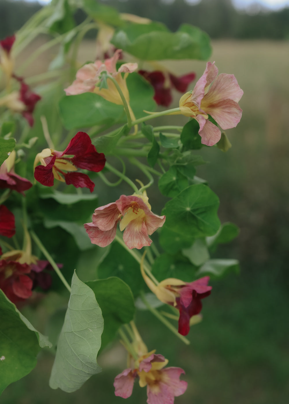 Nasturtium - Purple Emperor