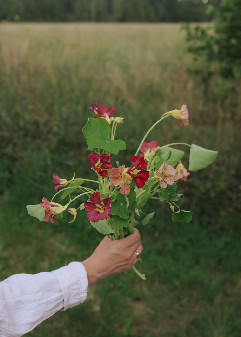 Nasturtium - Purple Emperor