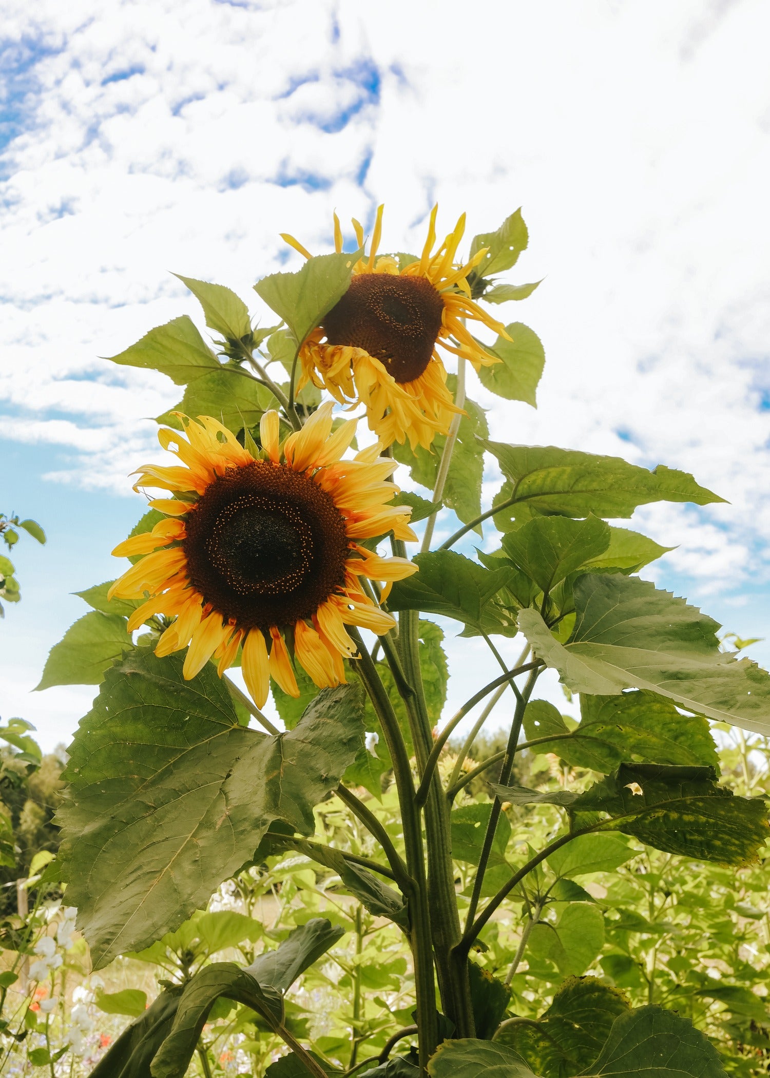 Tournesol - Giganteus