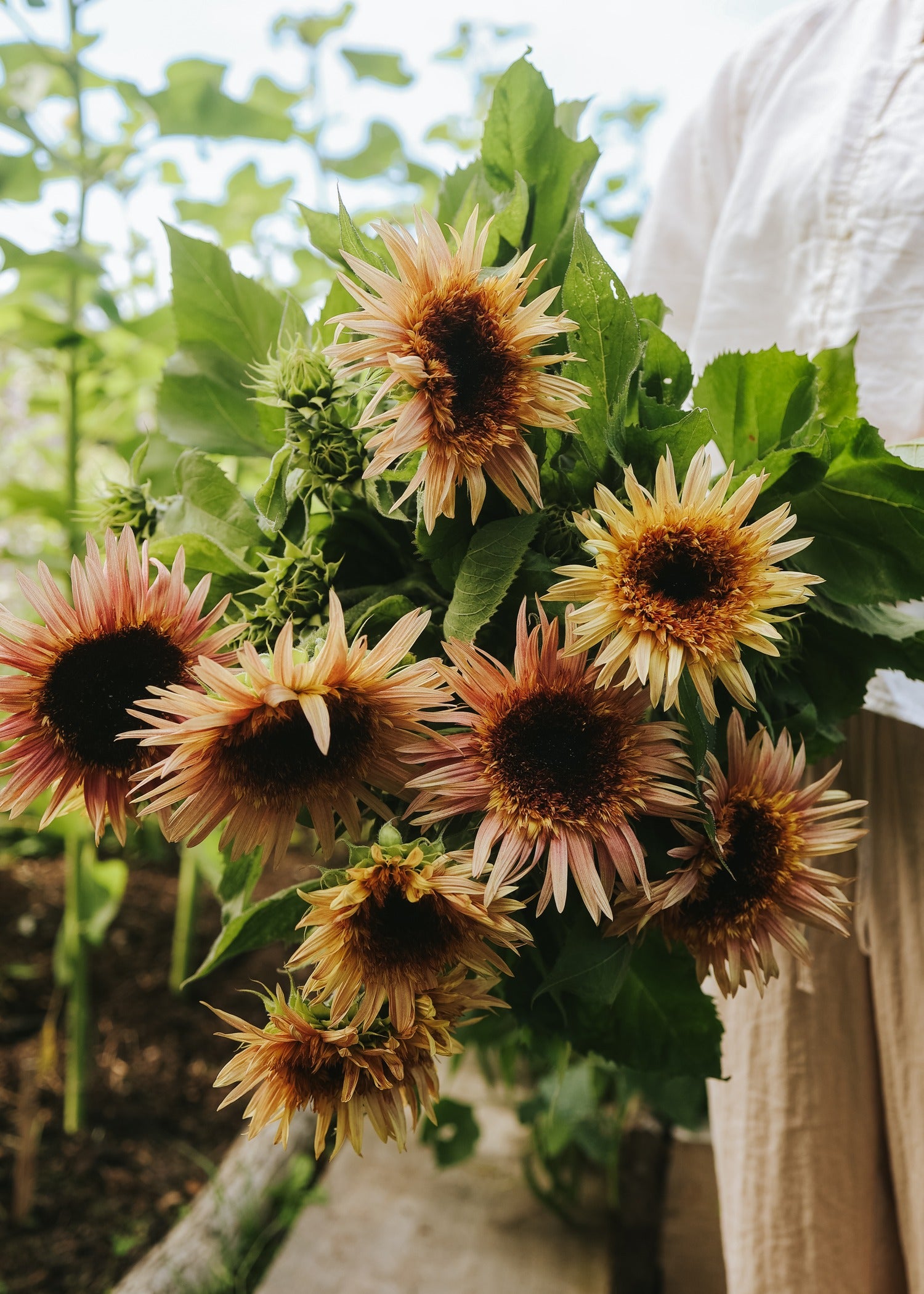 Sunflower - Astra Rose