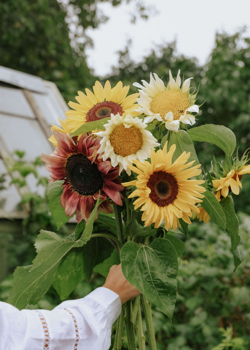 Sonneblume - Solero Mix