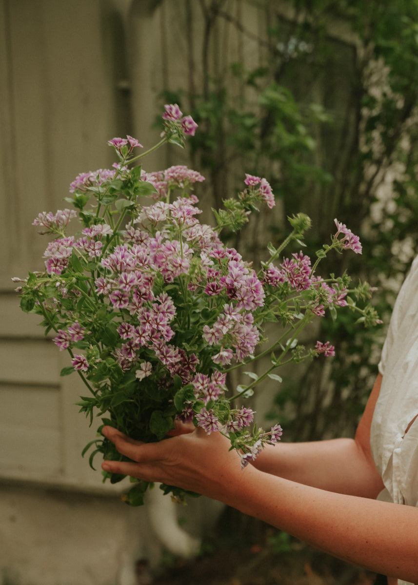 Sommerphlox - Sugar stars