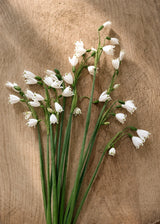 Summer Snowflake - Gravetye Giant