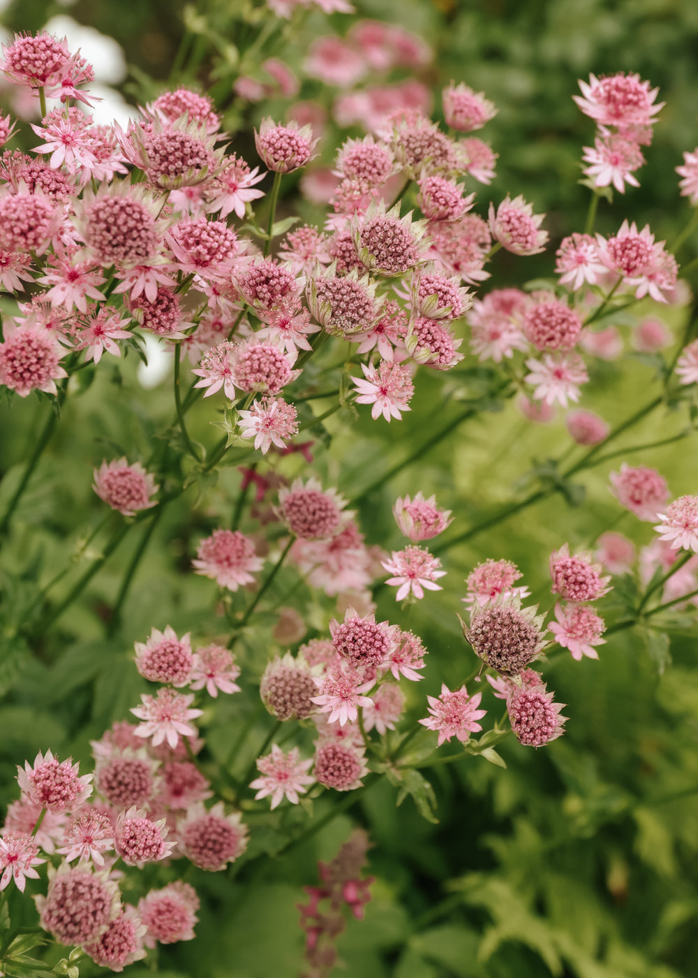 Große Sterndolde - Rose