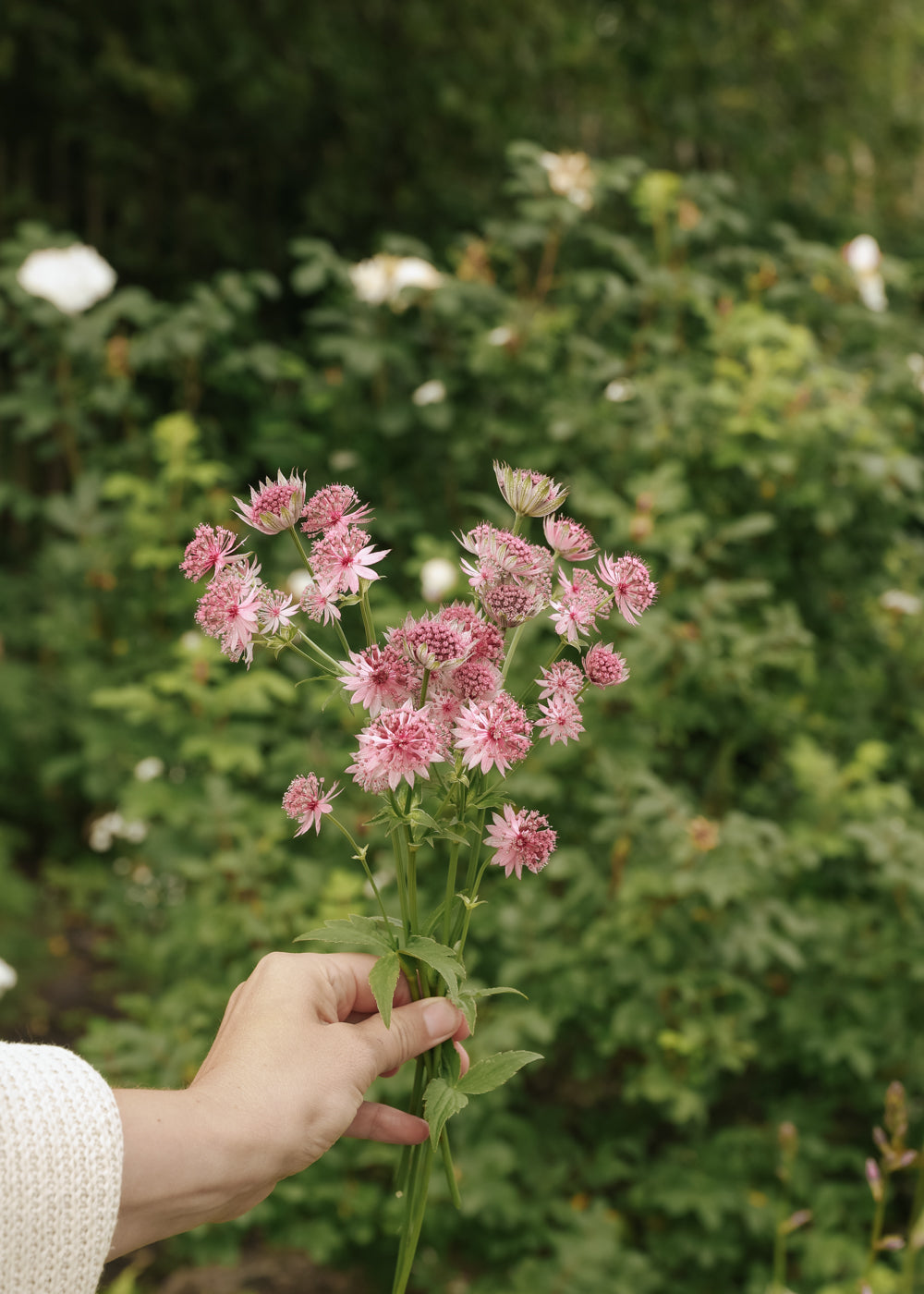 Stjärnflocka - Rose