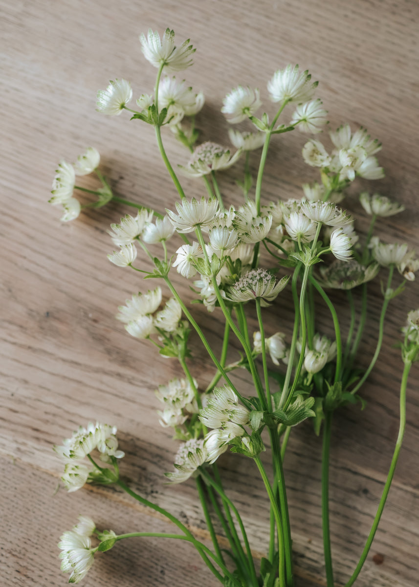 Große Sterndolde - White