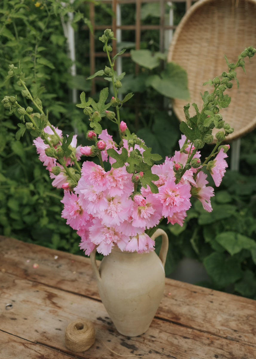 Hollyhock - Spring Celebrities Pink