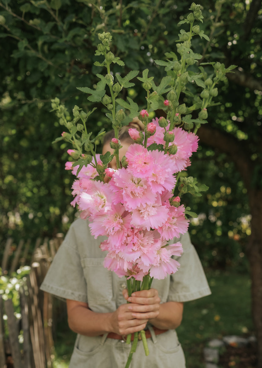 Hollyhock - Spring Celebrities Pink