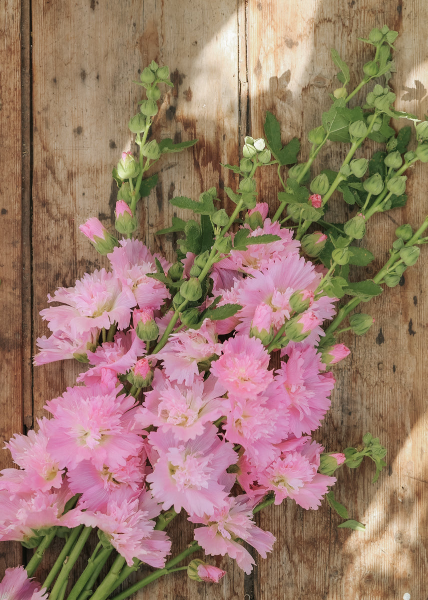 Hollyhock - Spring Celebrities Pink