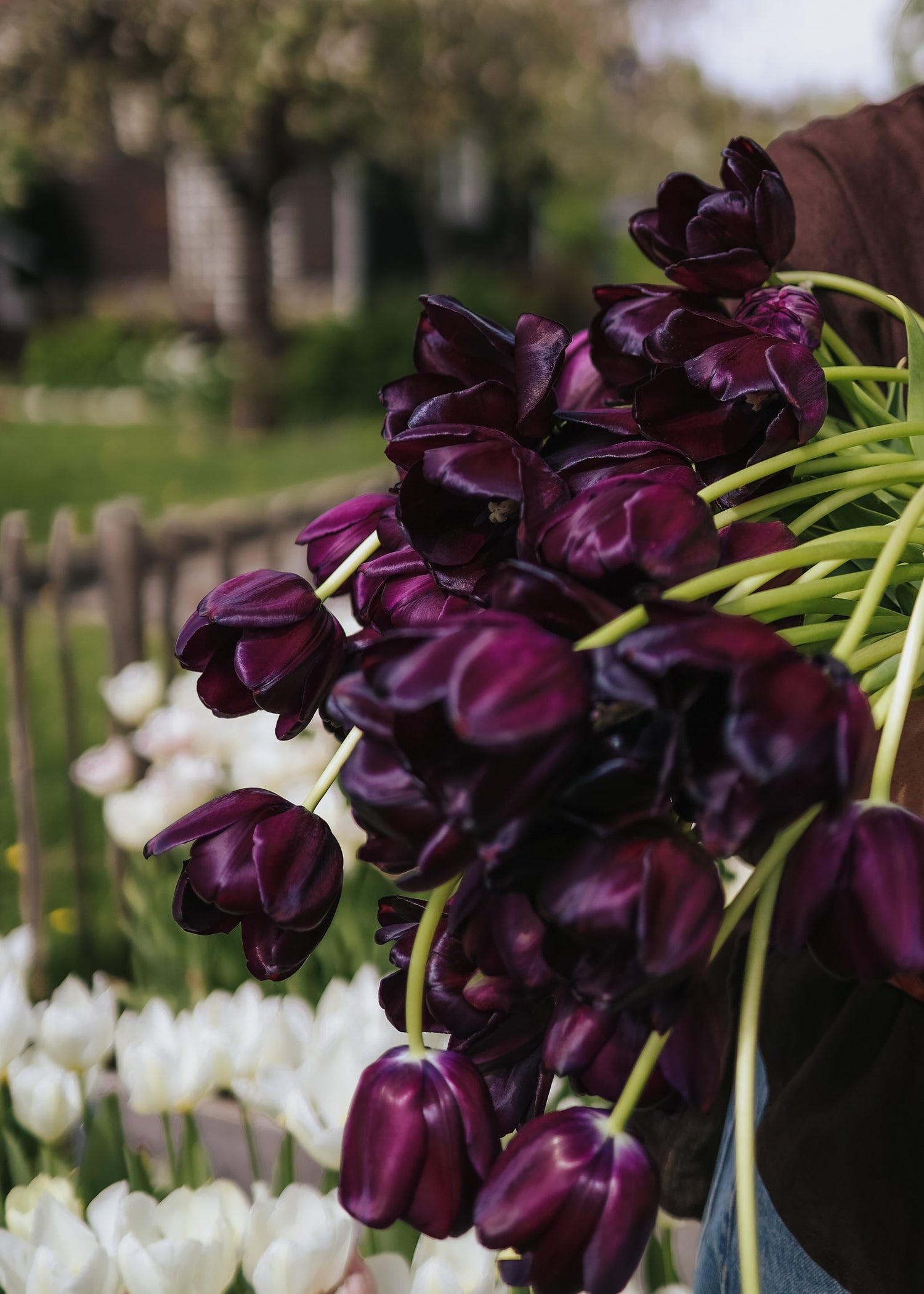 Tulip - Queen of Night