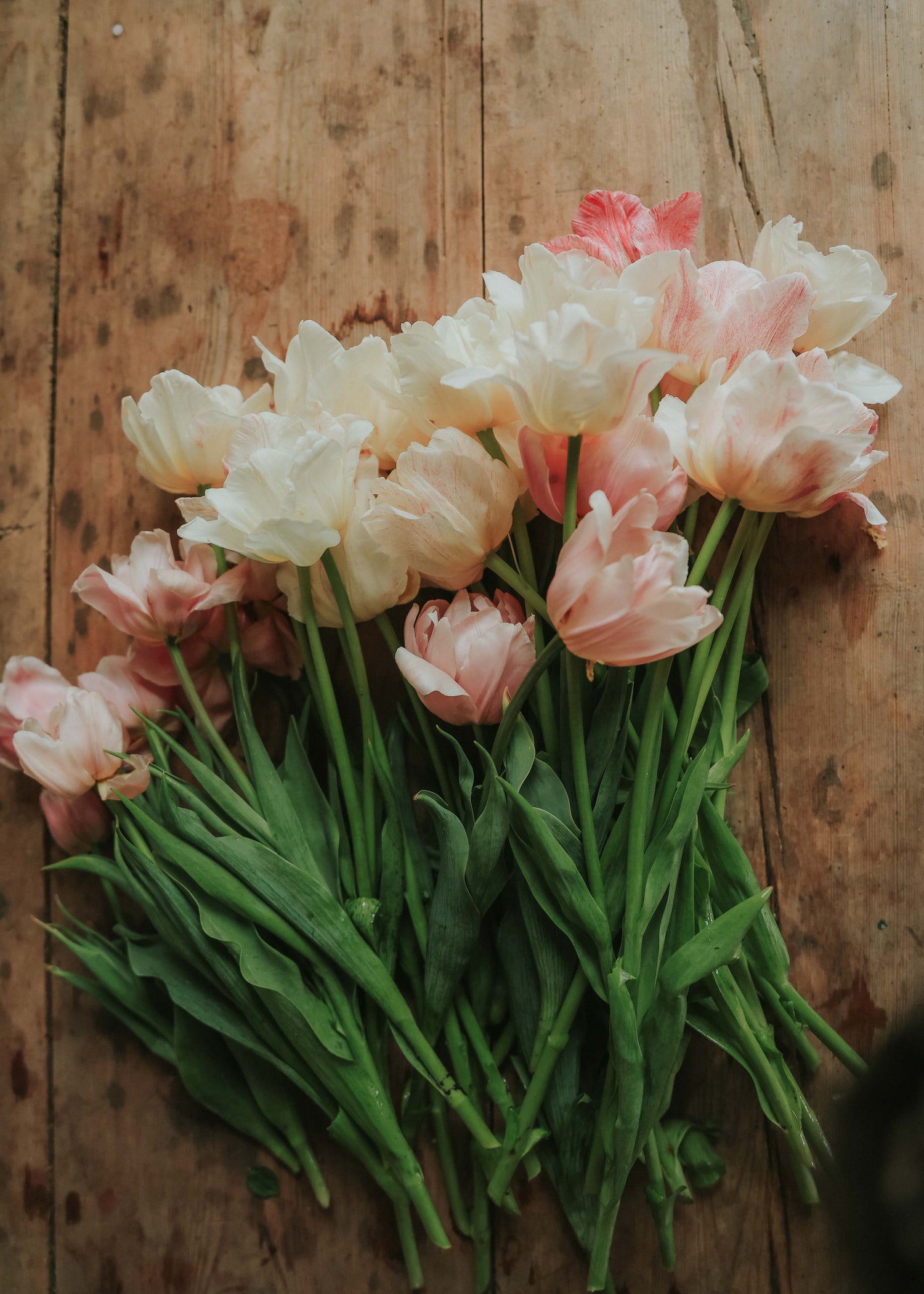 Tulip - Silk Road