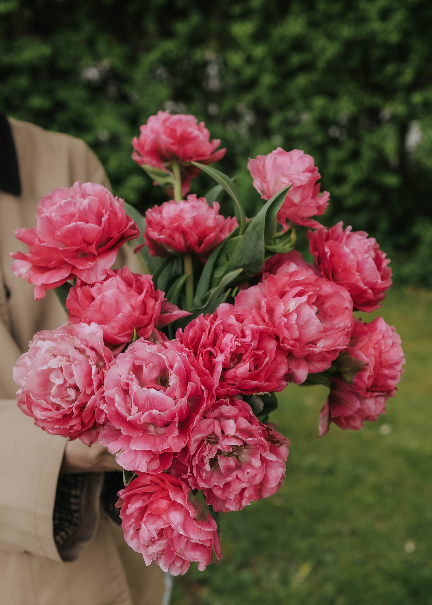 Tulip - Taiwan
