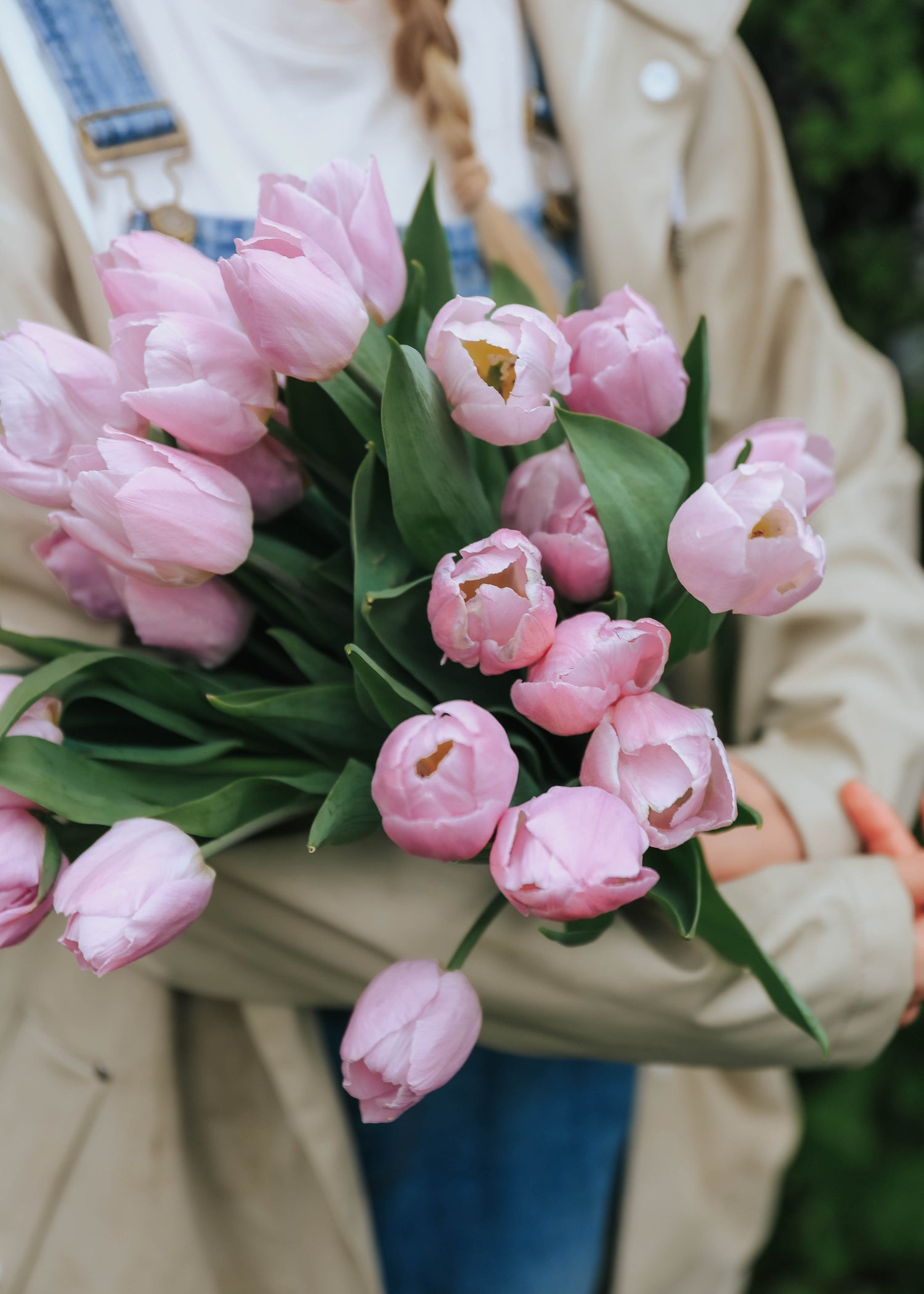Tulip - Candy Prince