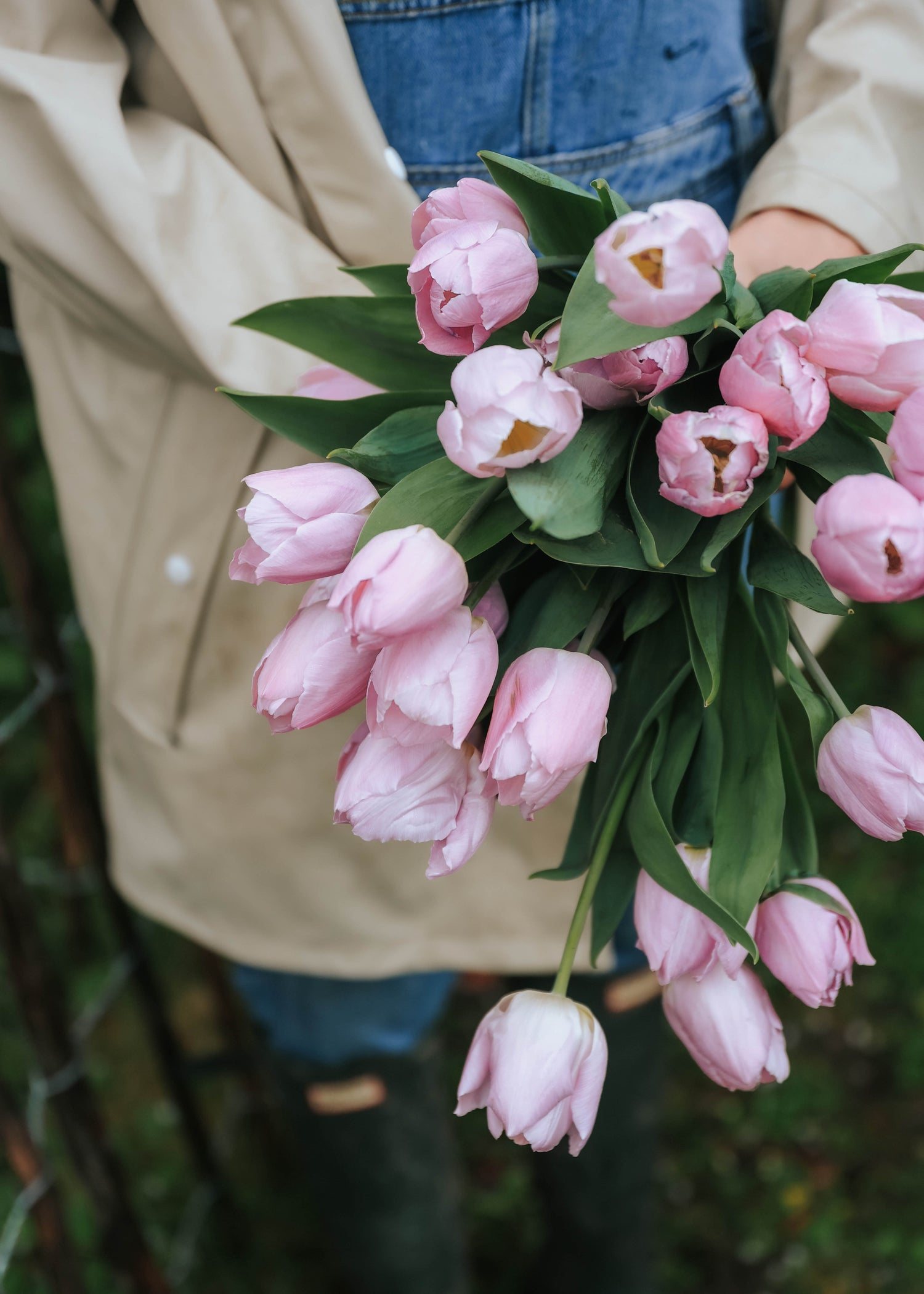 Tulip - Candy Prince