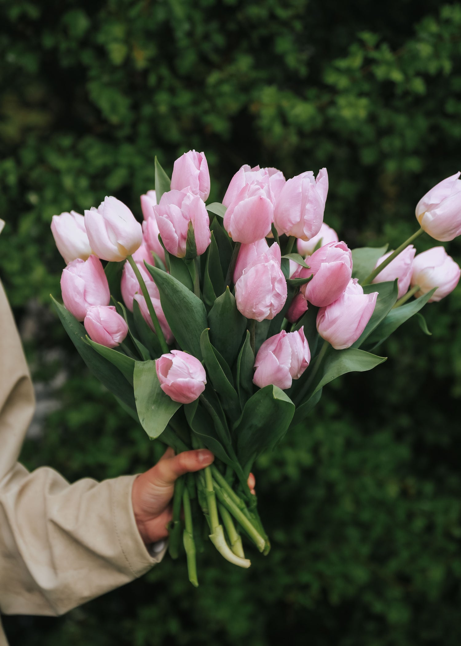 Tulip - Candy Prince