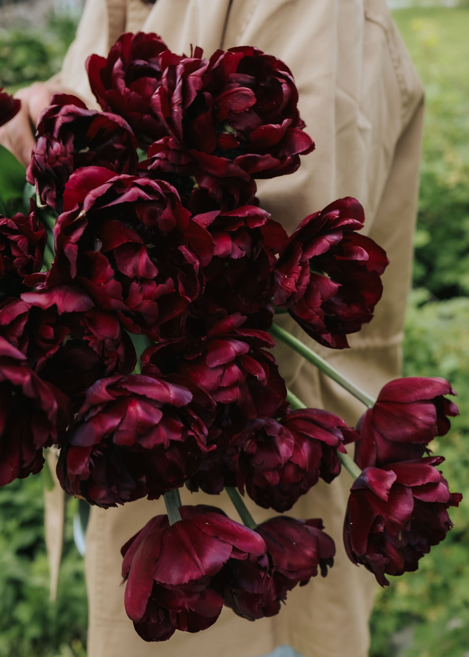 Tulip - Palmyra