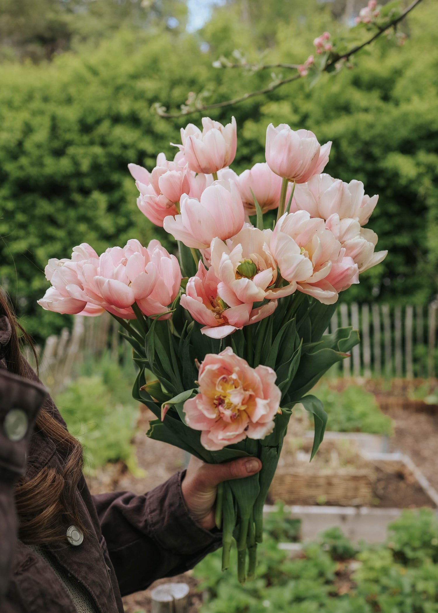 Tulpe - Pink Art
