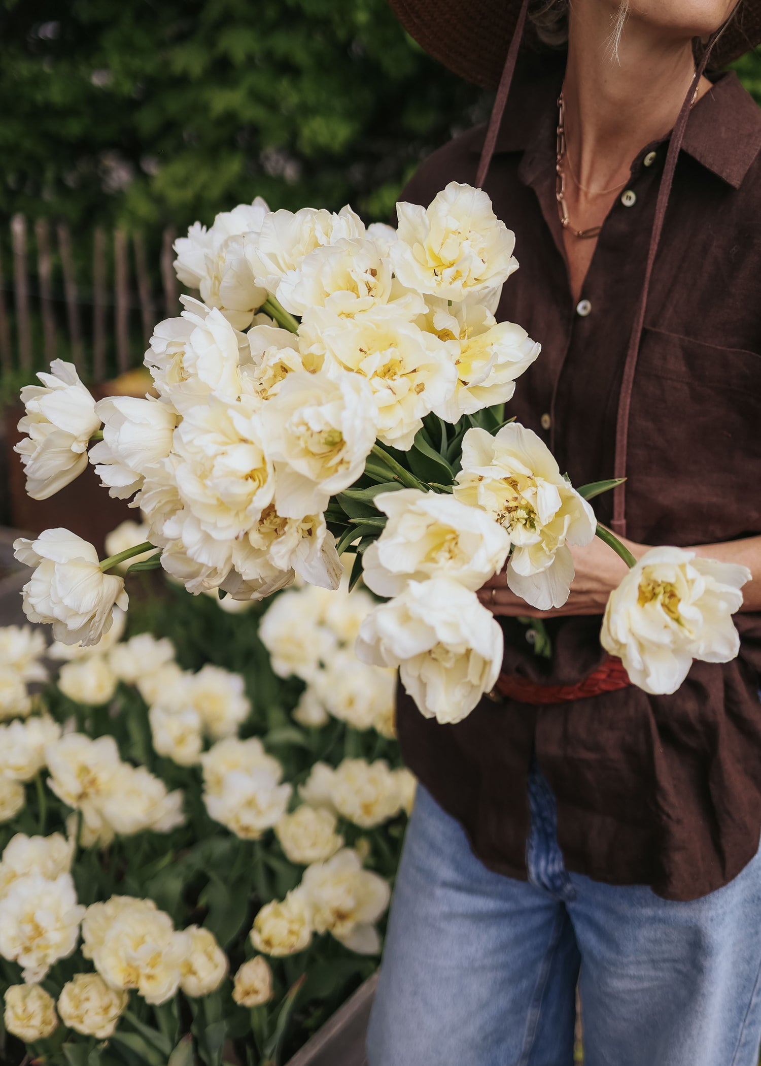 Tulip - Verona