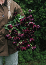 Tulipan - Black Hero