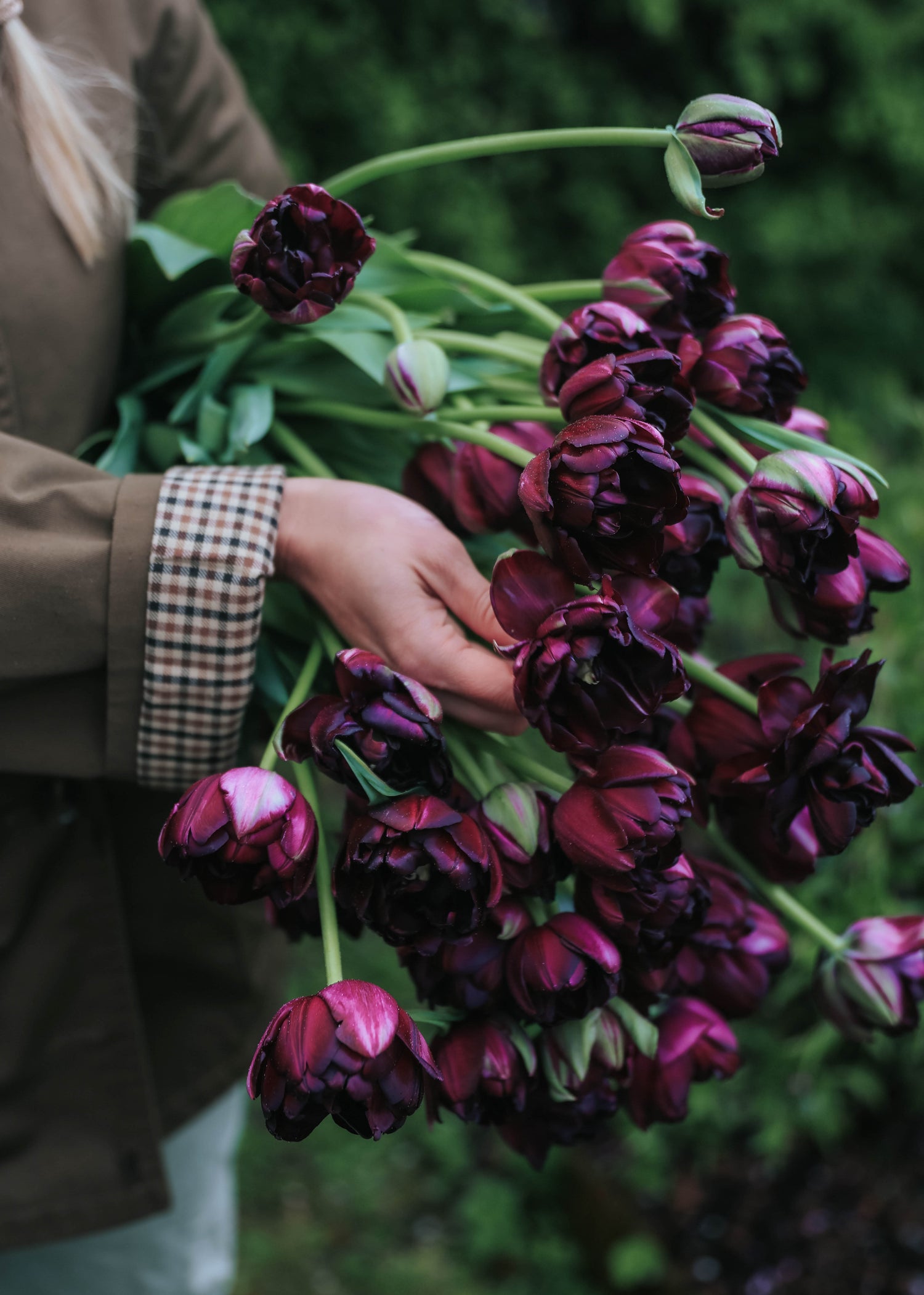 Tulip - Black Hero