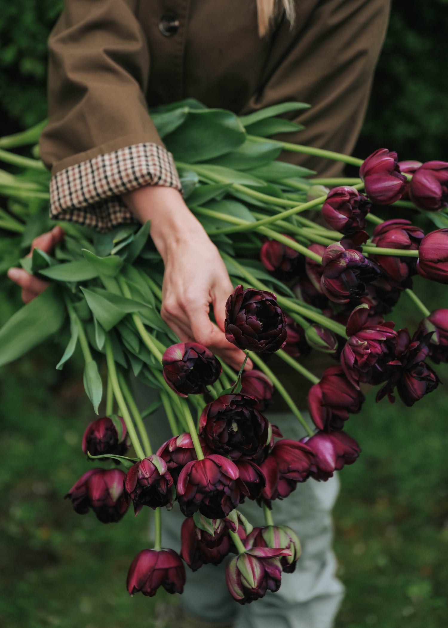 Tulip - Black Hero
