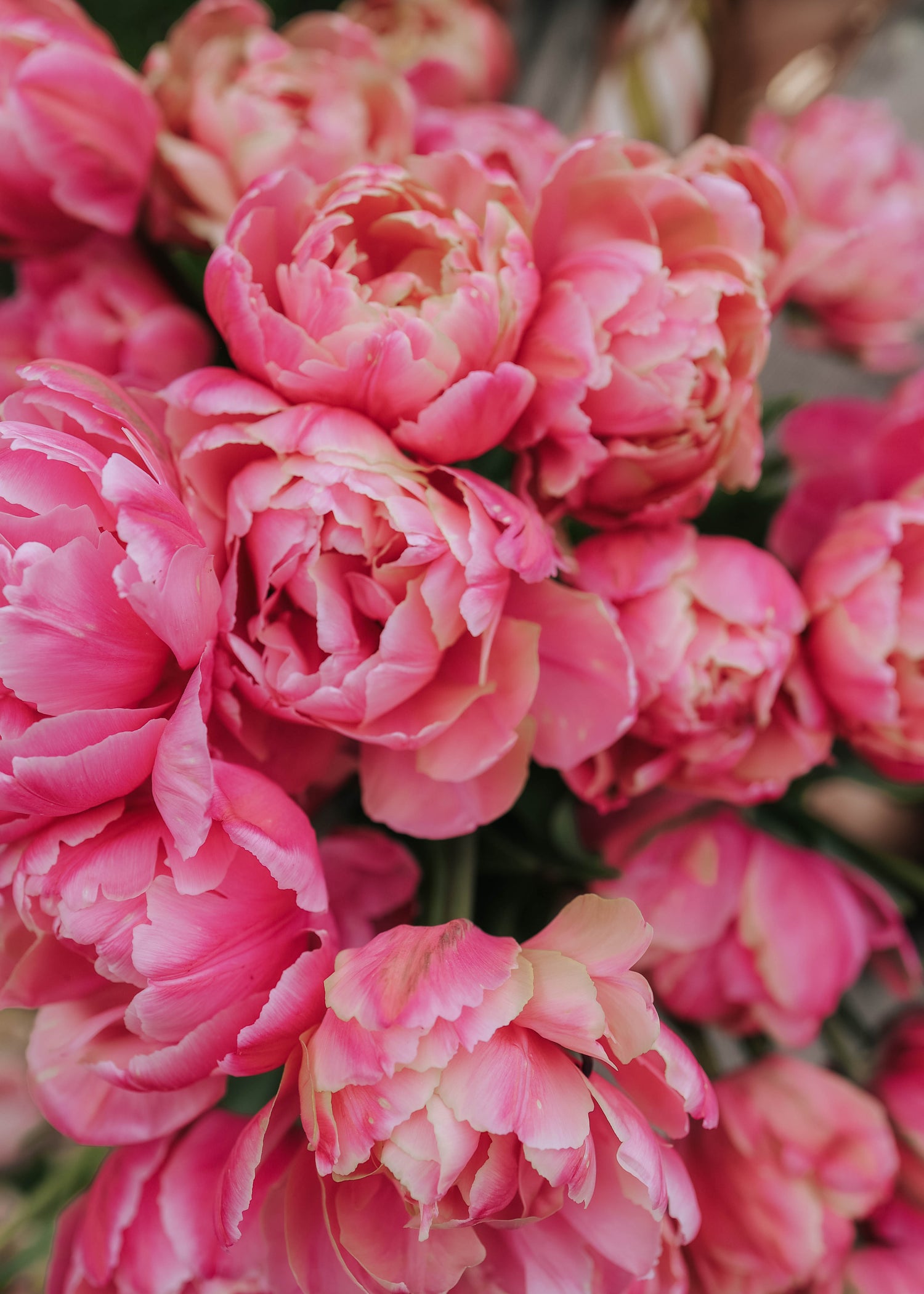 Tulpe - Pink Star
